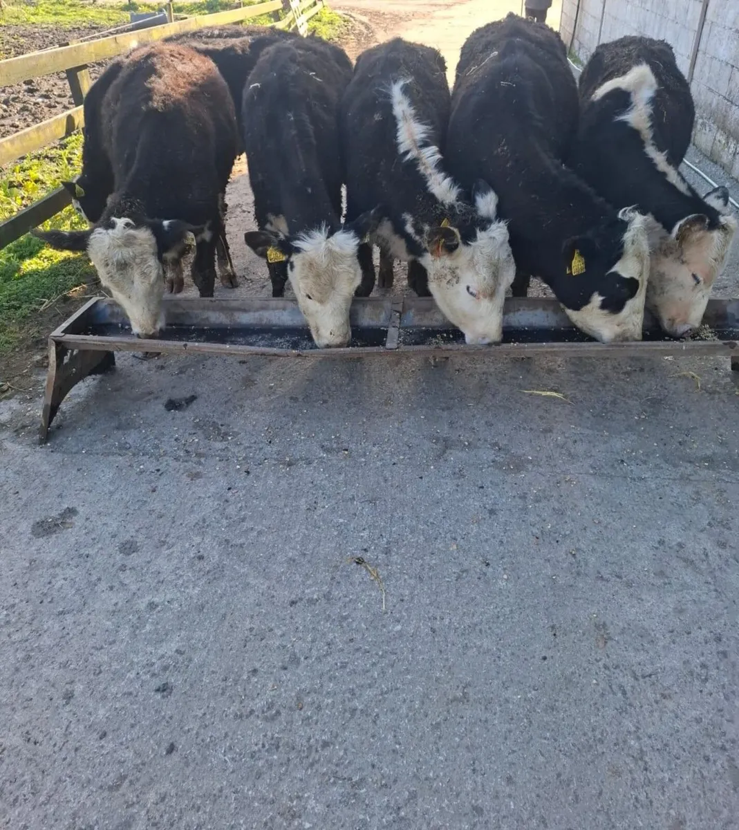 Whitehead Heifers - Image 2