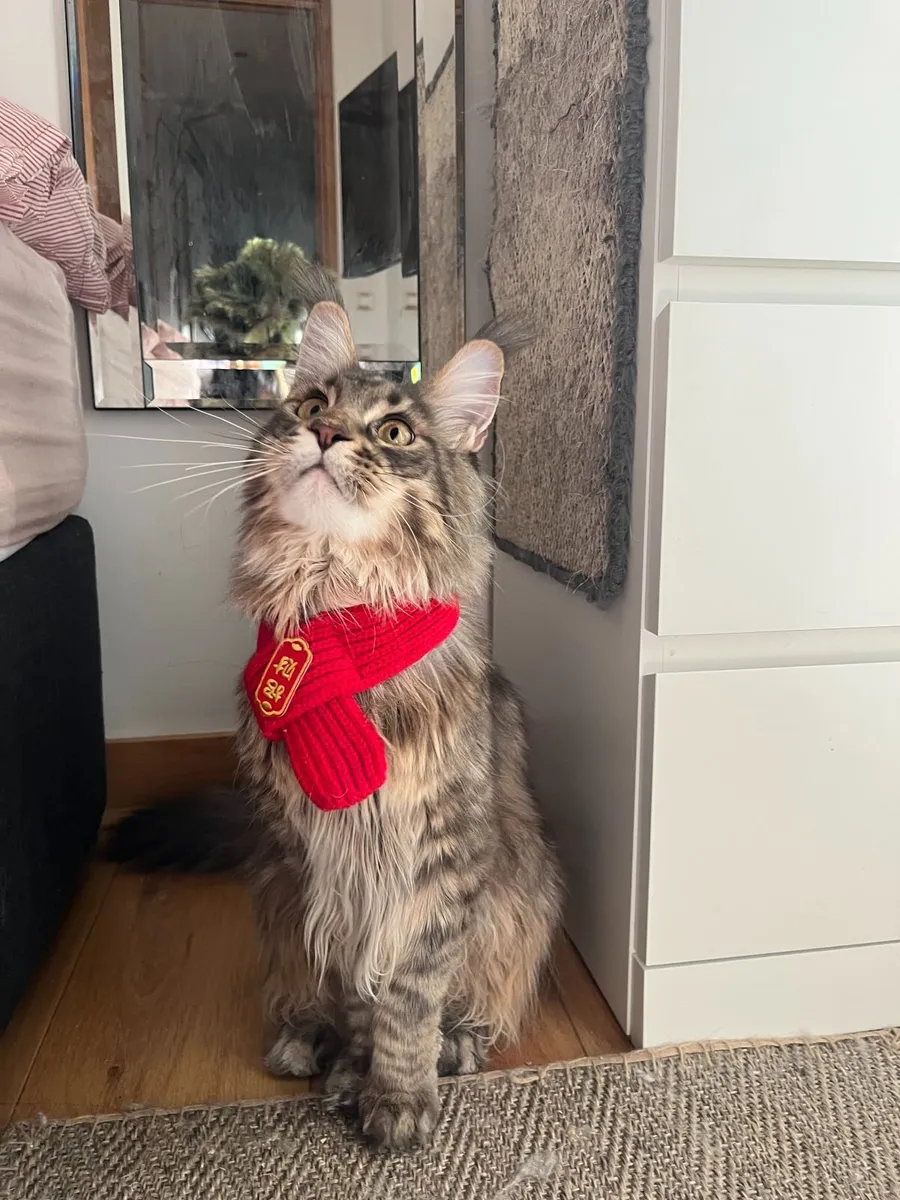 Maine Coon Male Kitten - Image 2