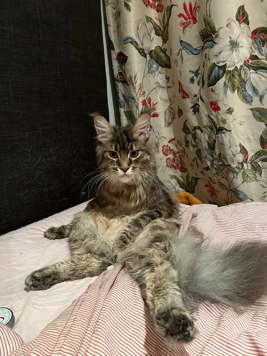 Maine Coon Male Kitten - Image 3