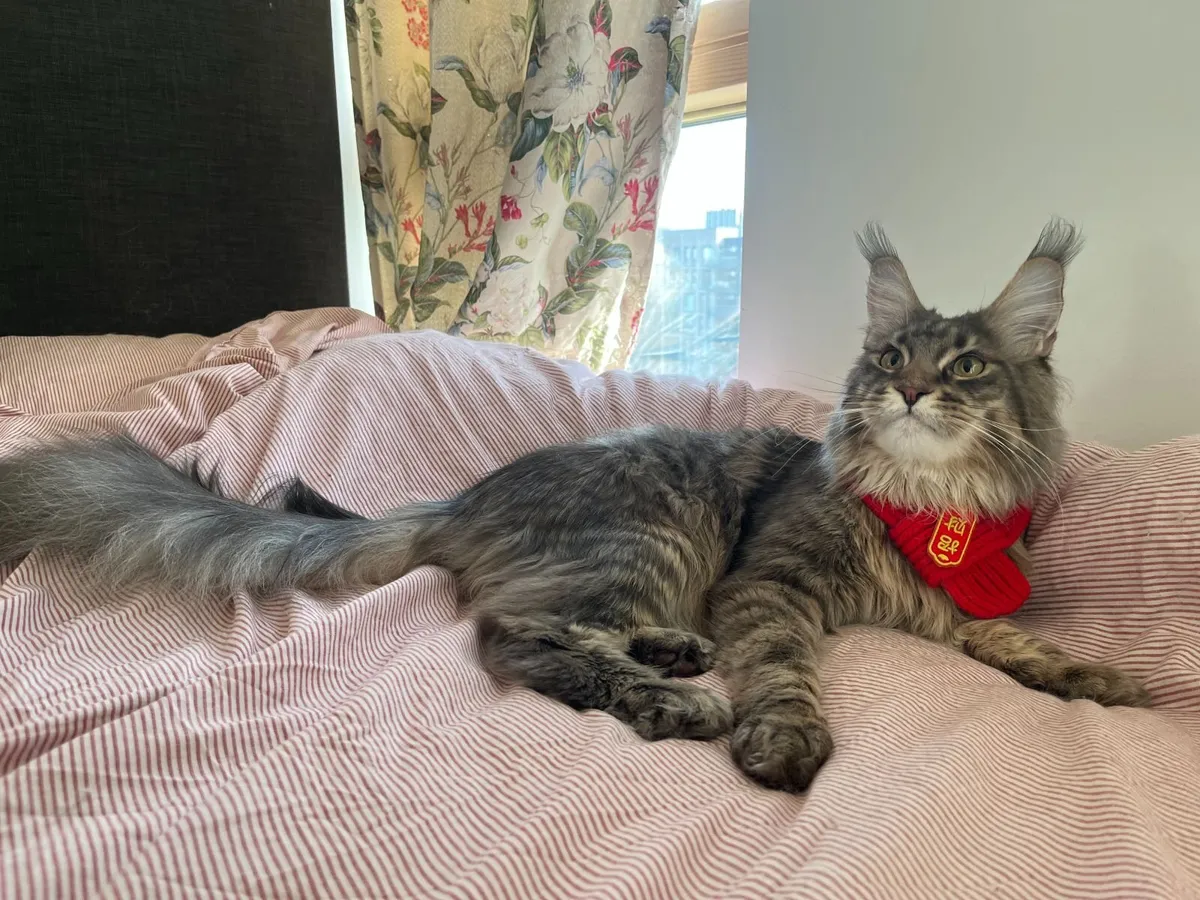 Maine Coon Male Kitten - Image 4