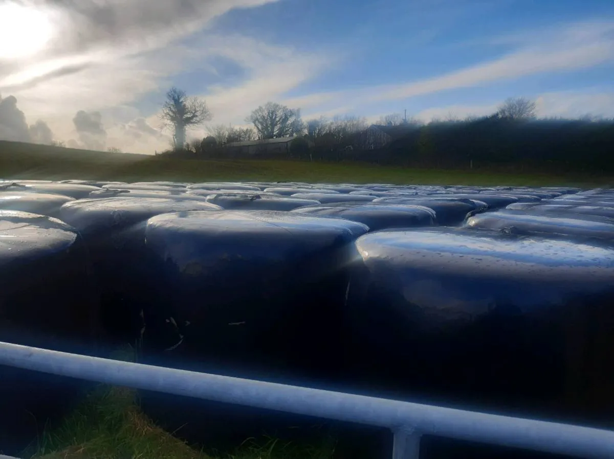 Silage bales - Image 1