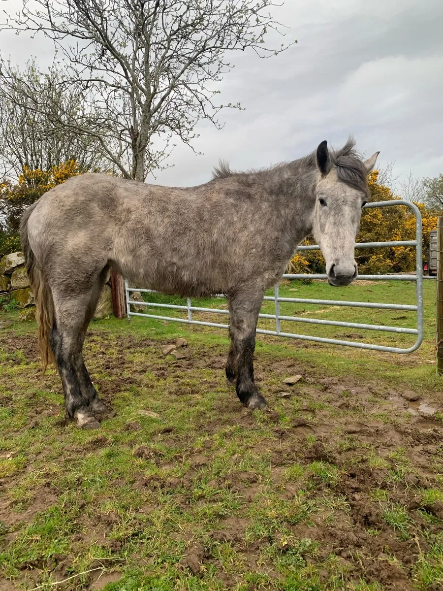 Performance Irish draught gelding and filly - Image 2