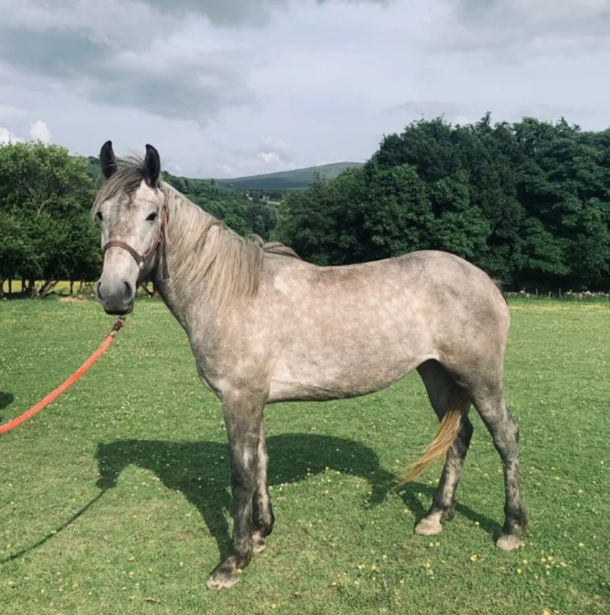 Performance Irish draught gelding and filly - Image 1