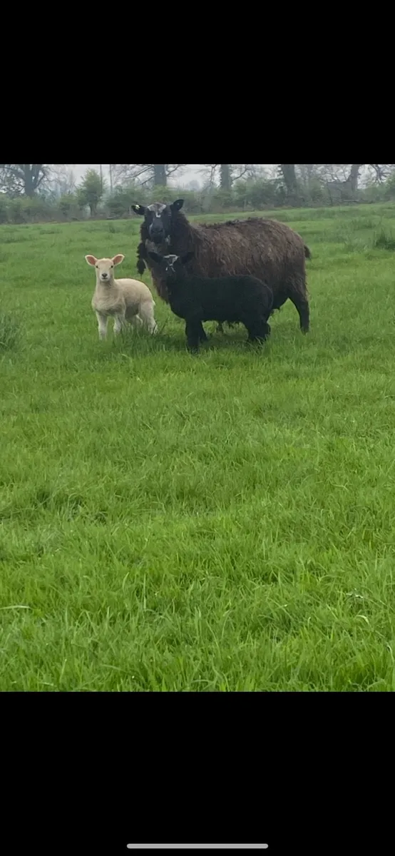 Flock reduction sale - Image 2