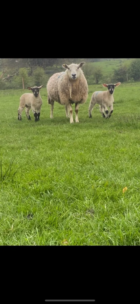 Flock reduction sale - Image 1