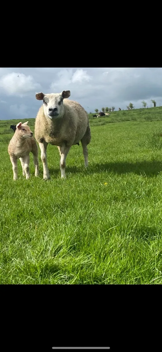 Flock reduction sale - Image 3