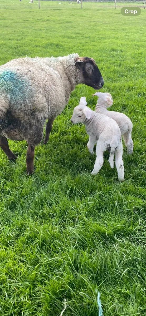 Flock reduction sale - Image 4