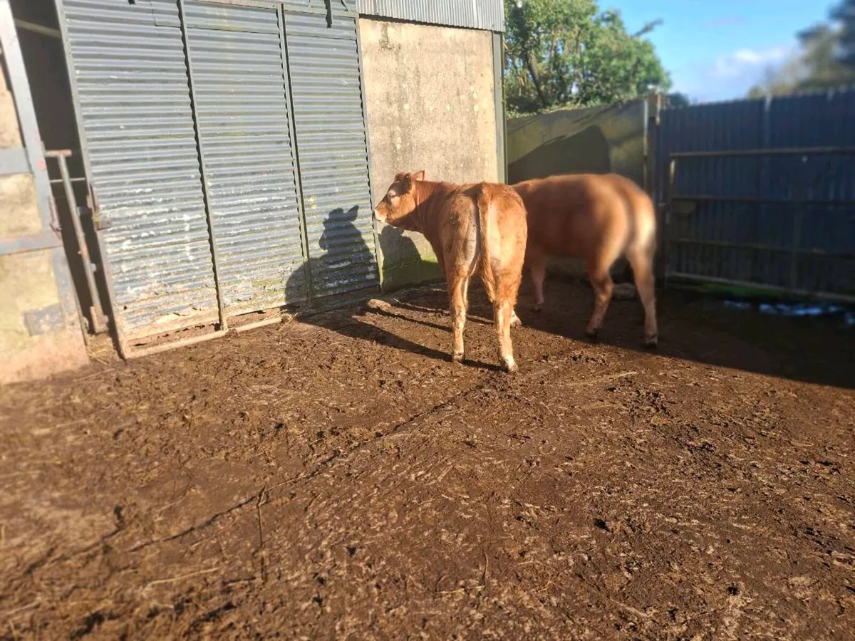 Breeding heifers - Image 1