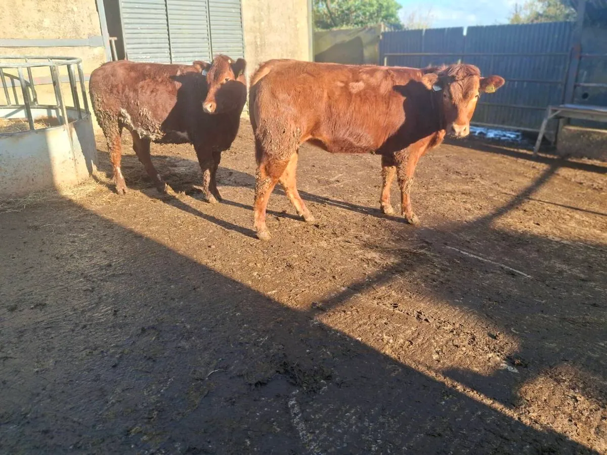 Breeding heifers - Image 4