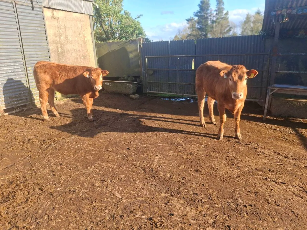 Breeding heifers - Image 2