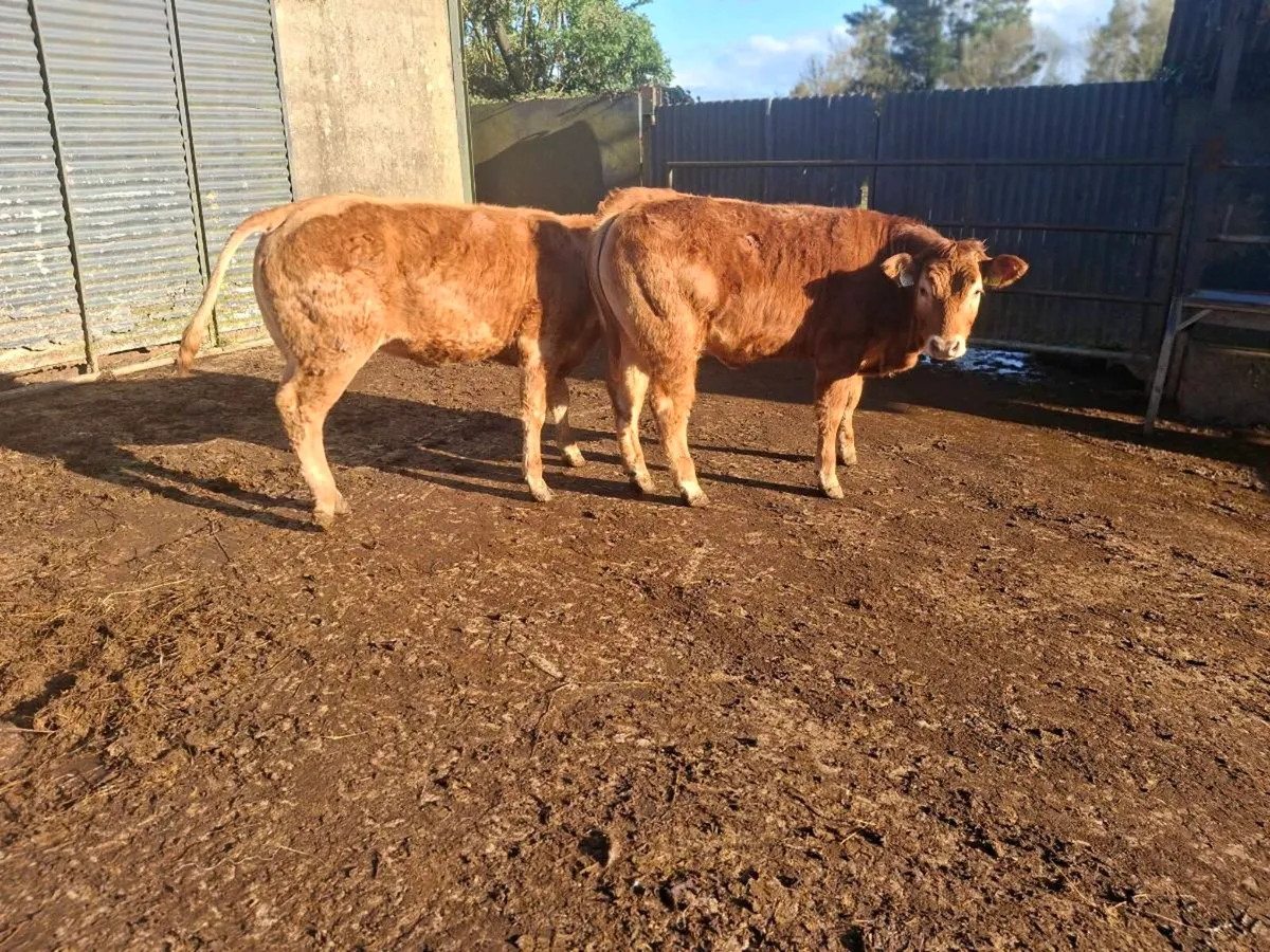 Breeding heifers - Image 3