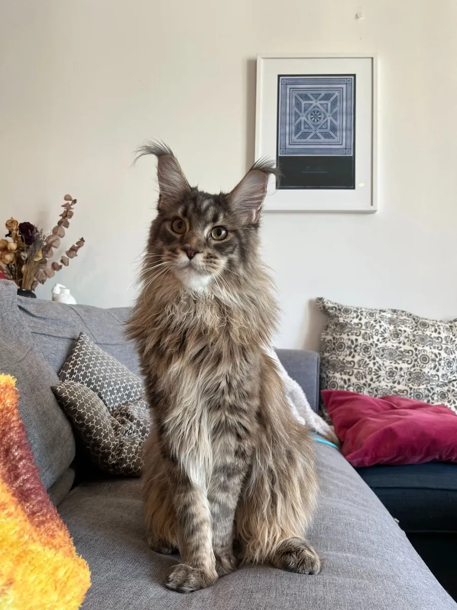 Maine Coon Male Kitten - Image 1