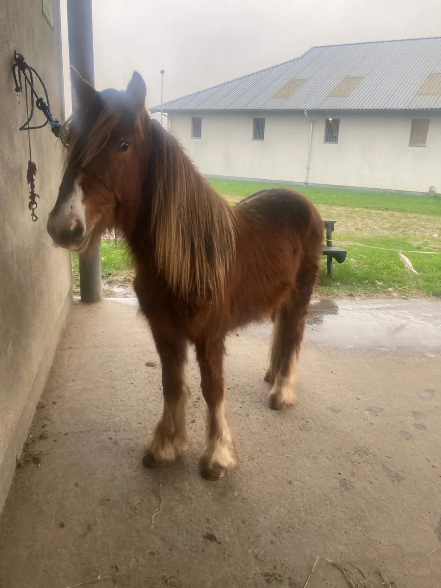 Chestnut filly 🐴🌸 - Image 1