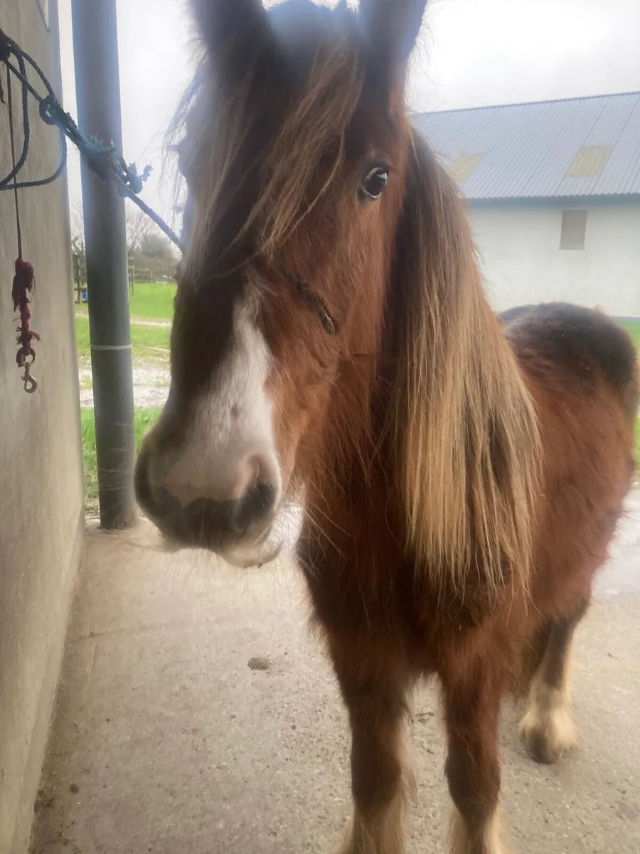 Chestnut filly 🐴🌸 - Image 2