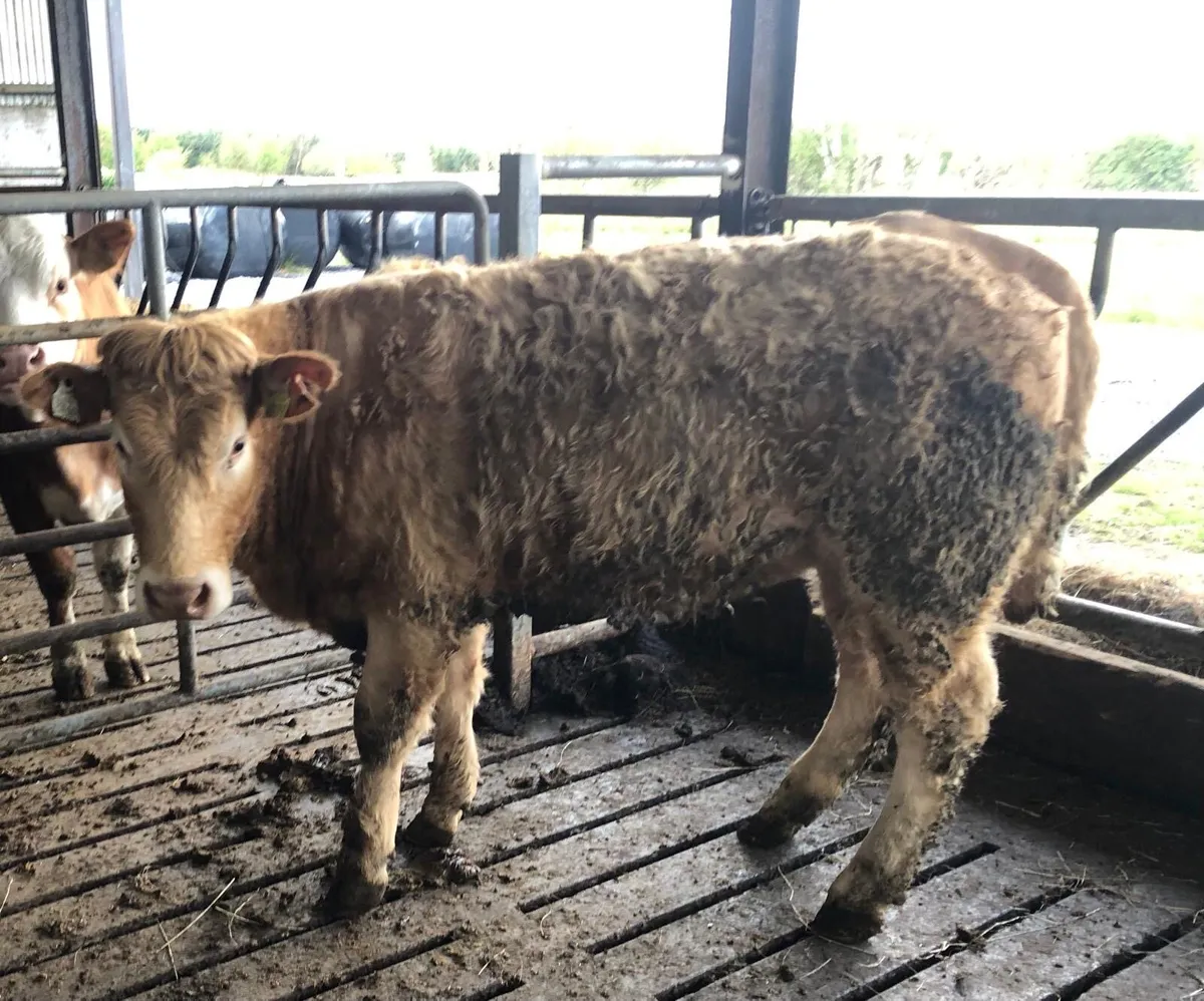 CHX Heifer - Image 1