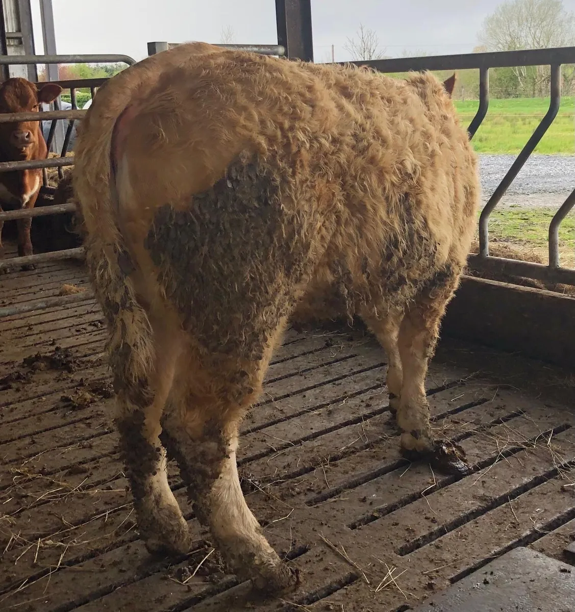 CHX Heifer - Image 2