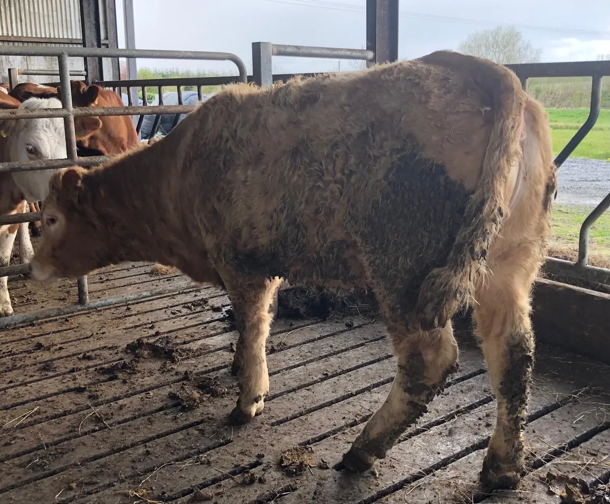 CHX Heifer - Image 3