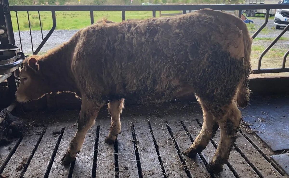 CHX Heifer - Image 4