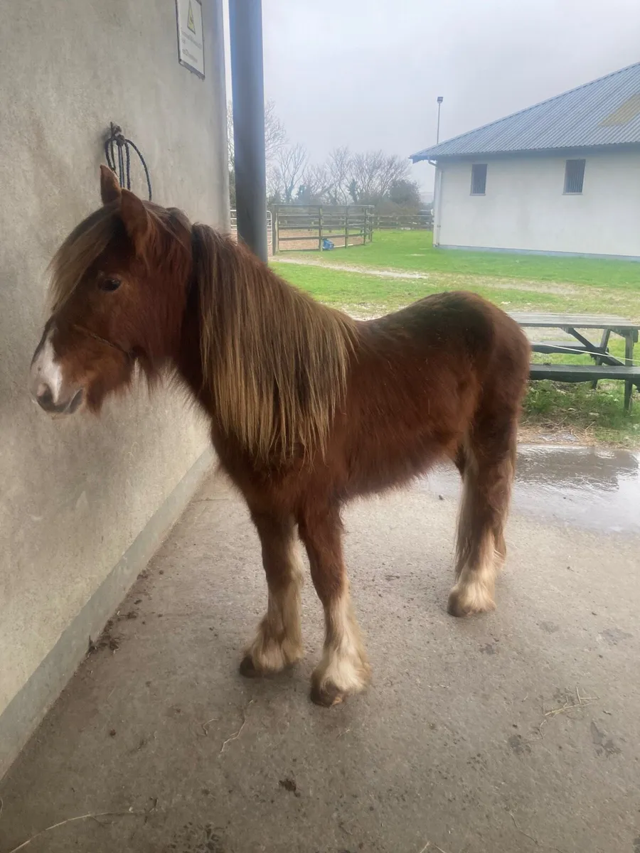 Chestnut filly 🐴🌸 - Image 3