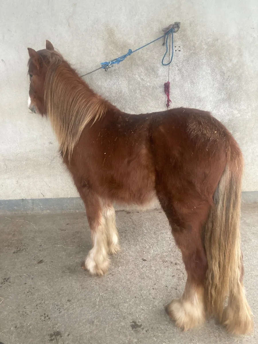 Chestnut filly 🐴🌸 - Image 4