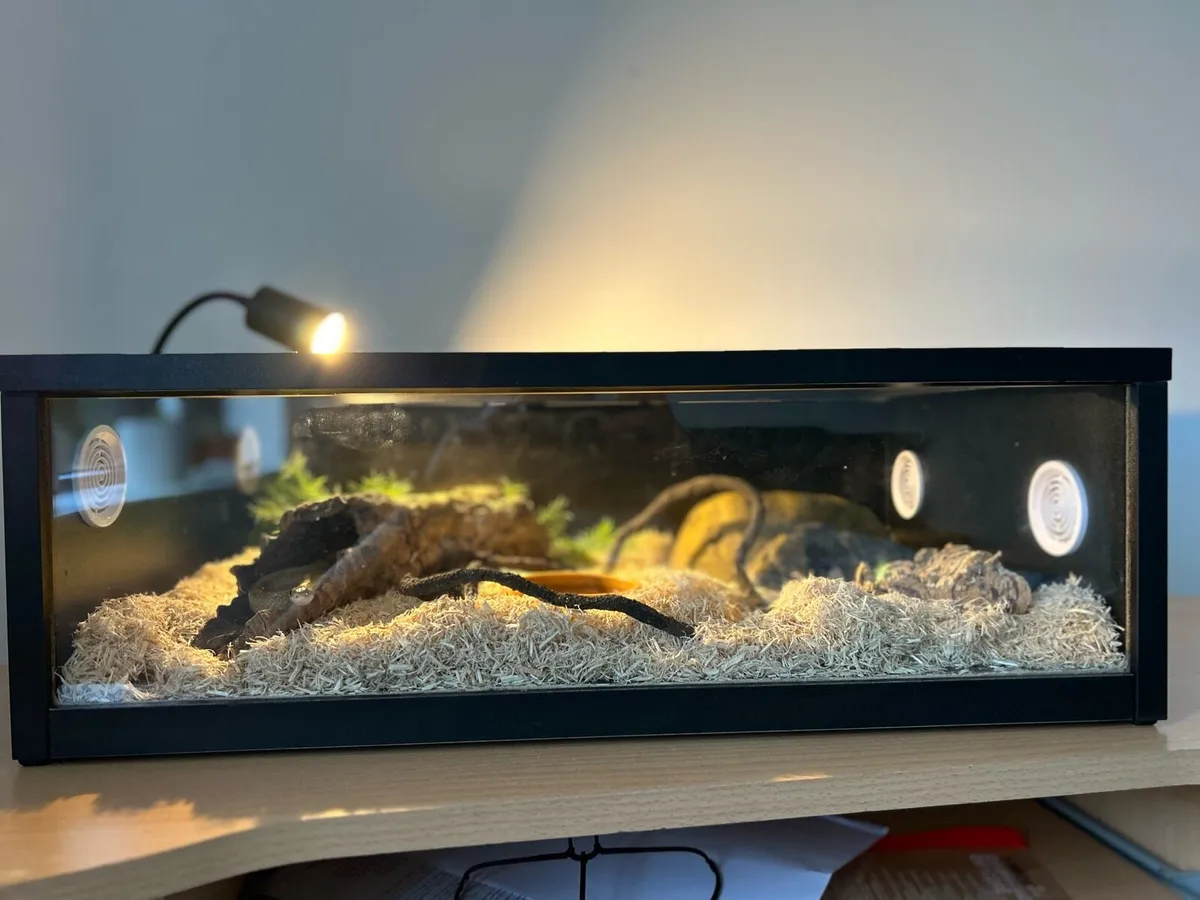 Hatchling Snake Starter Kit - Image 1