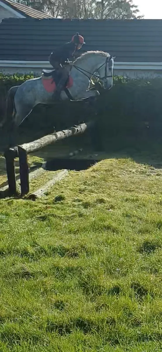 4 year old Irish Draught - Image 2