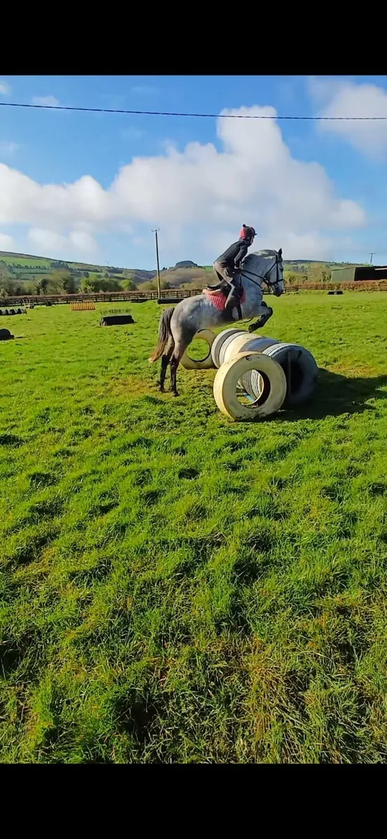 4 year old Irish Draught - Image 3