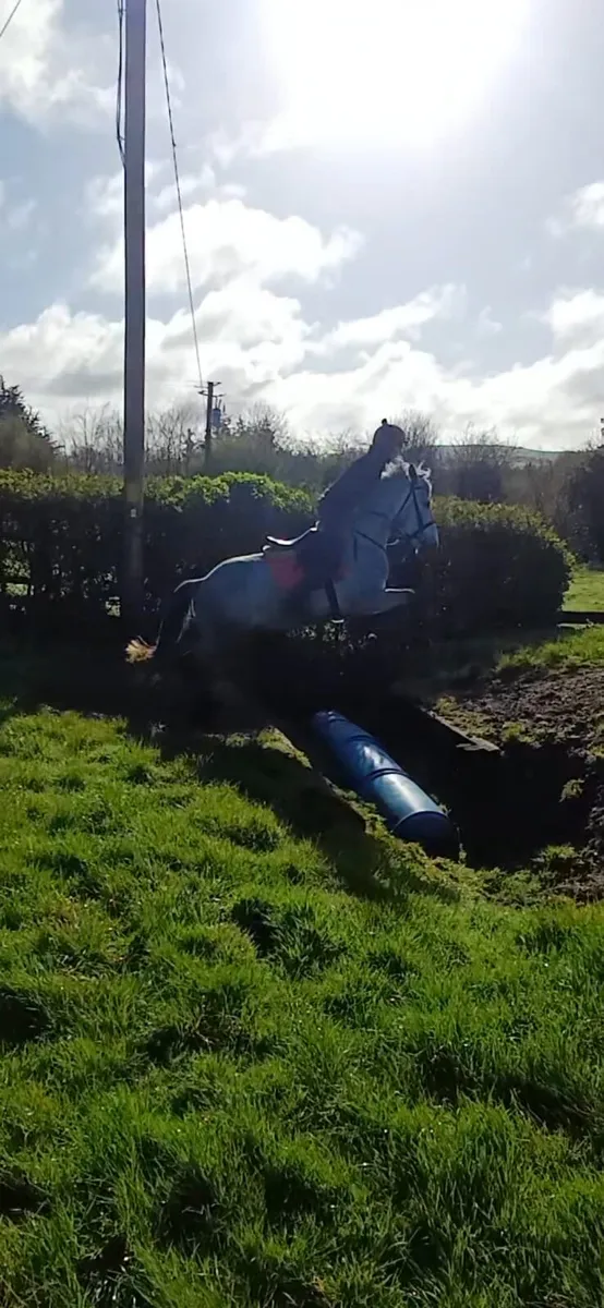 4 year old Irish Draught - Image 4