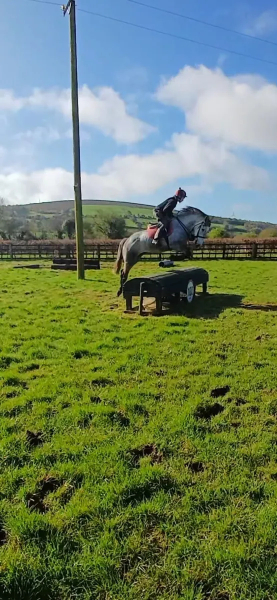 4 year old Irish Draught - Image 1