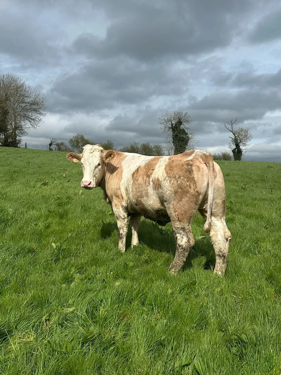 35 In Calf Heifers / Springers AI Limousin Bulls - Image 3