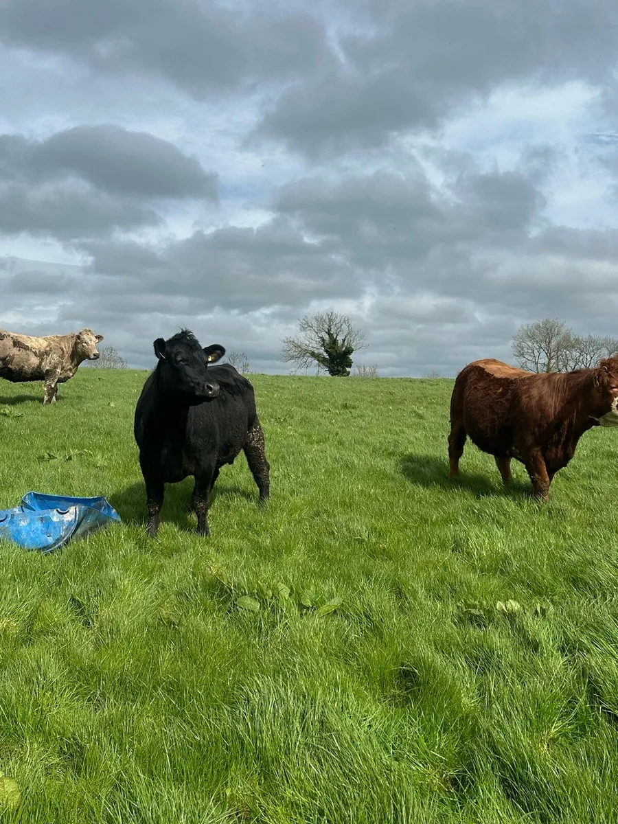 35 In Calf Heifers / Springers AI Limousin Bulls - Image 4