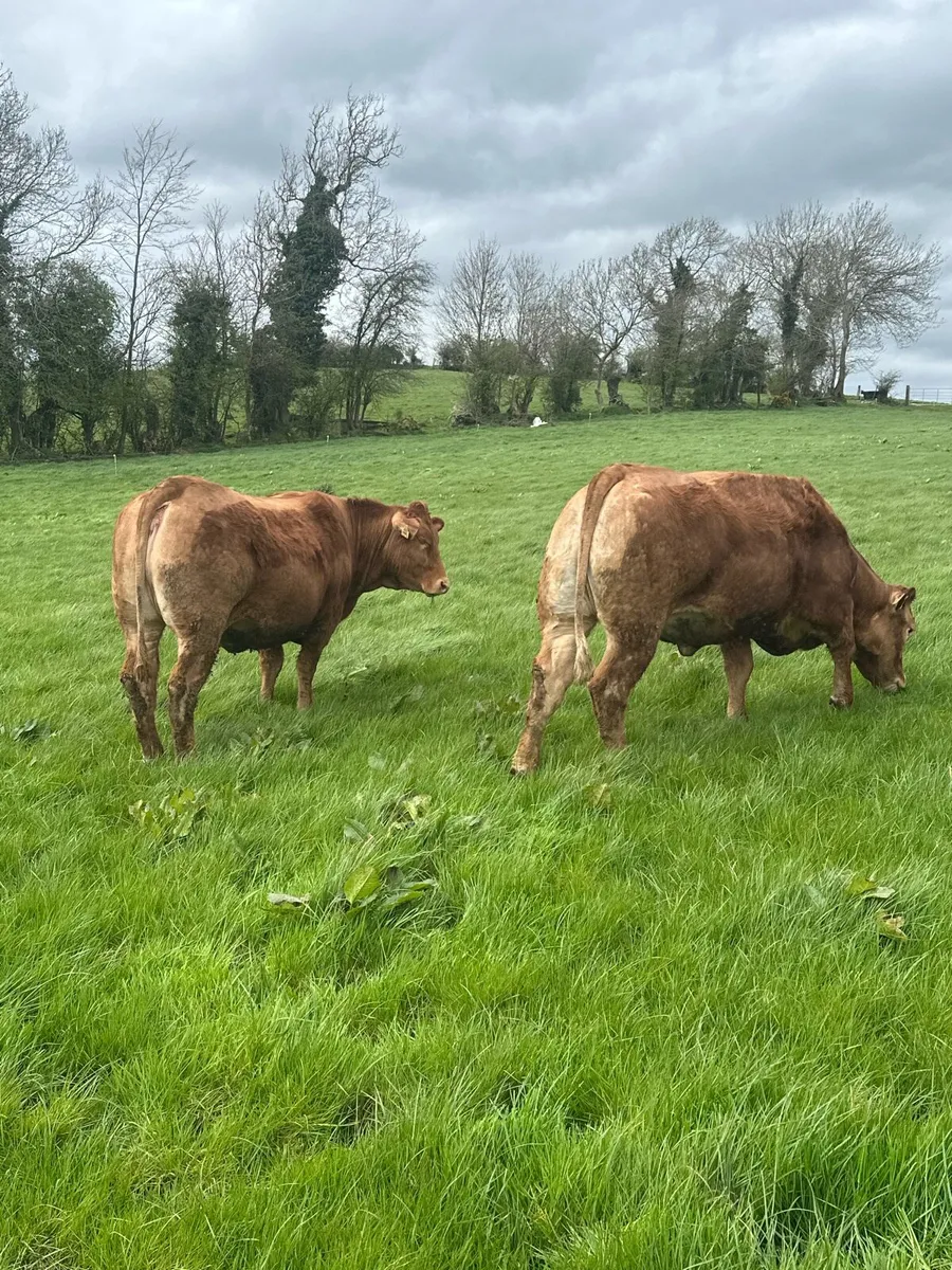 35 In Calf Heifers / Springers AI Limousin Bulls - Image 1