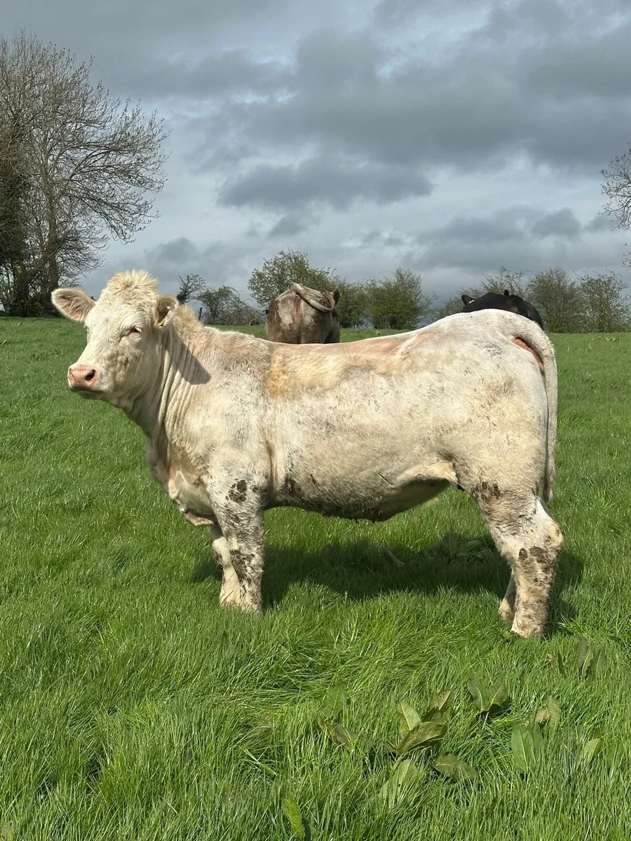 35 In Calf Heifers / Springers AI Limousin Bulls - Image 2