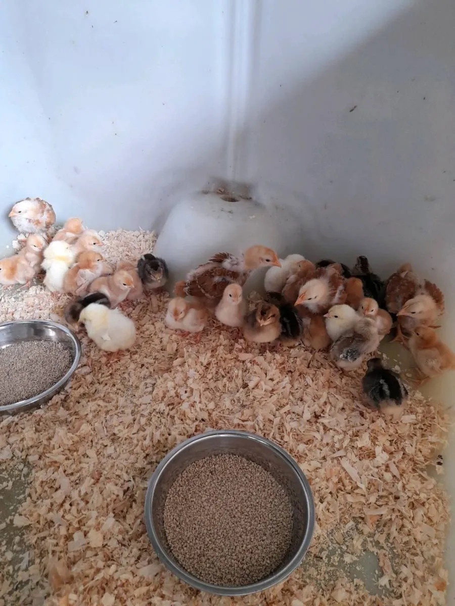 Purebred Chick's 🐥 eggs 🥚 for hatching ,Rooster - Image 1
