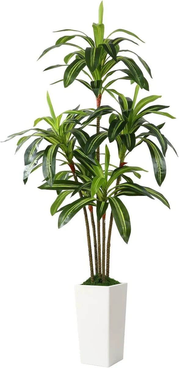 6FT Artificial Dracaena Tree with White Tall Pot - Image 1