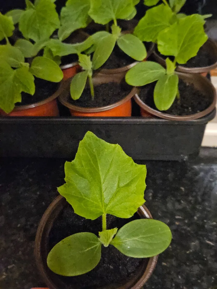 Organic cucumbers - Image 2