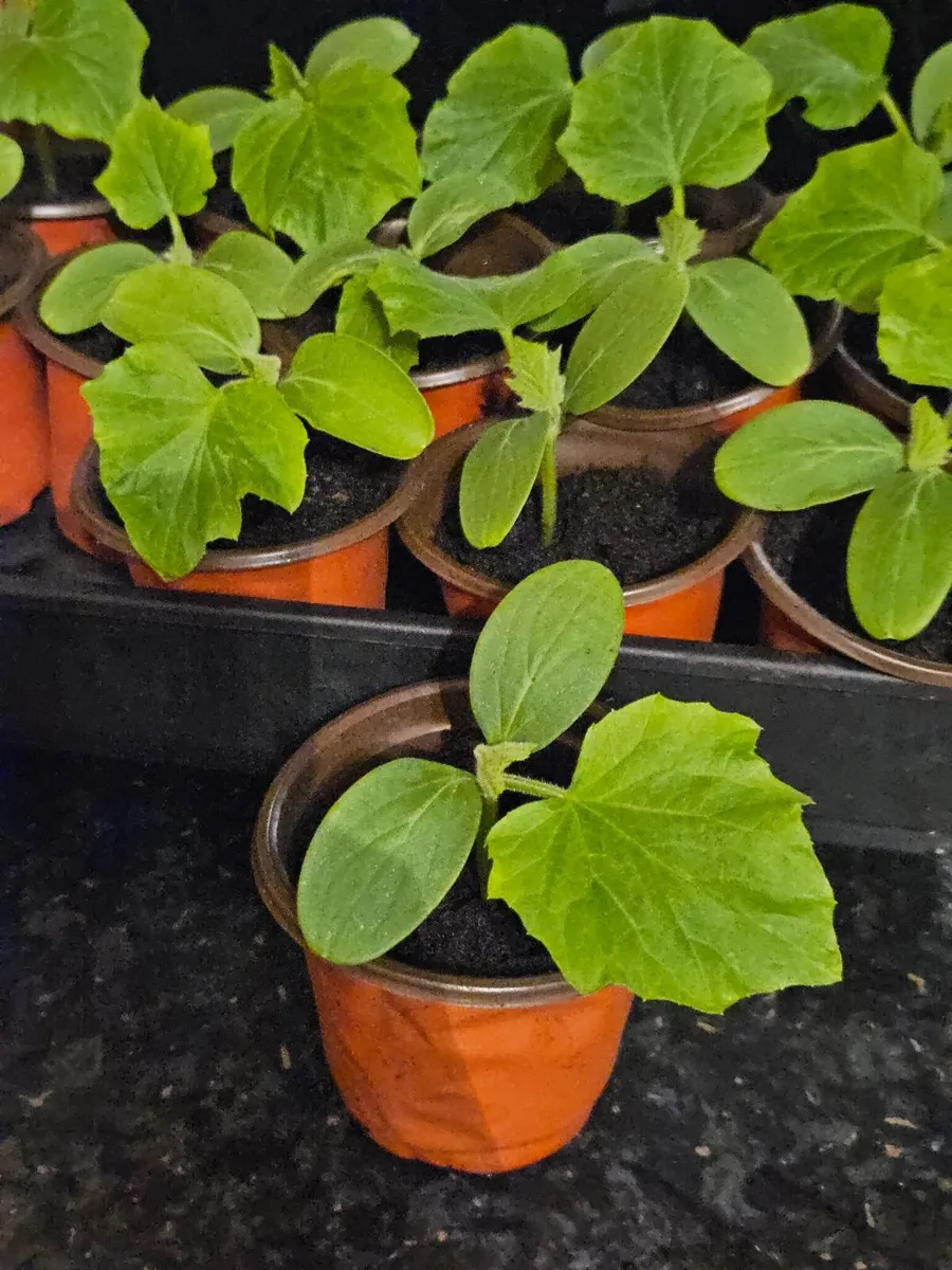 Organic cucumbers - Image 3