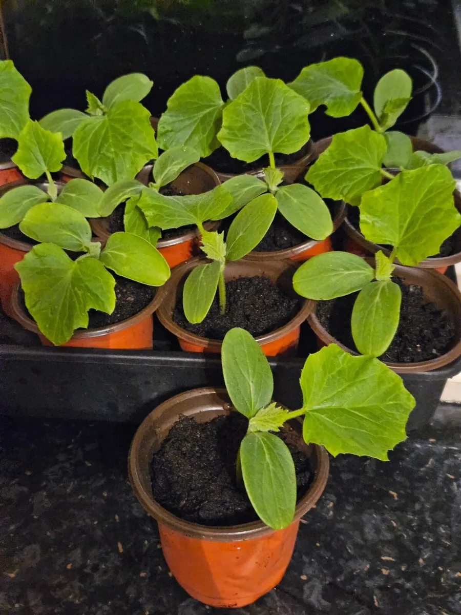 Organic cucumbers - Image 4