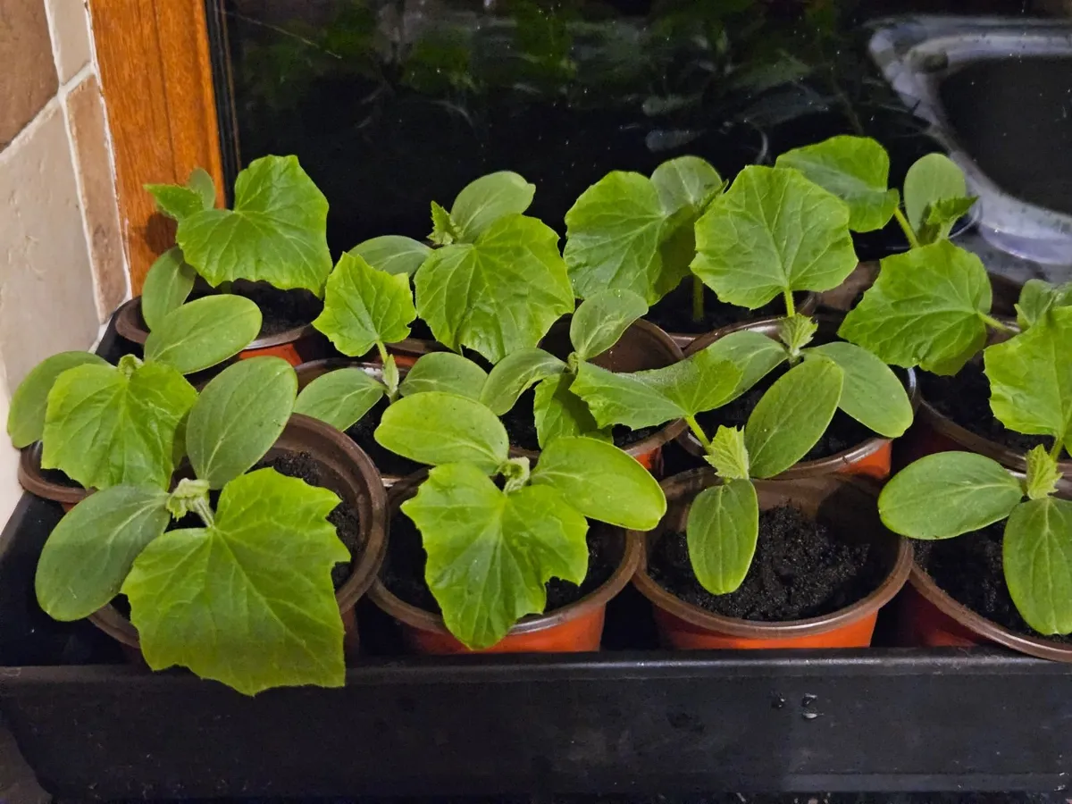 Organic cucumbers - Image 1