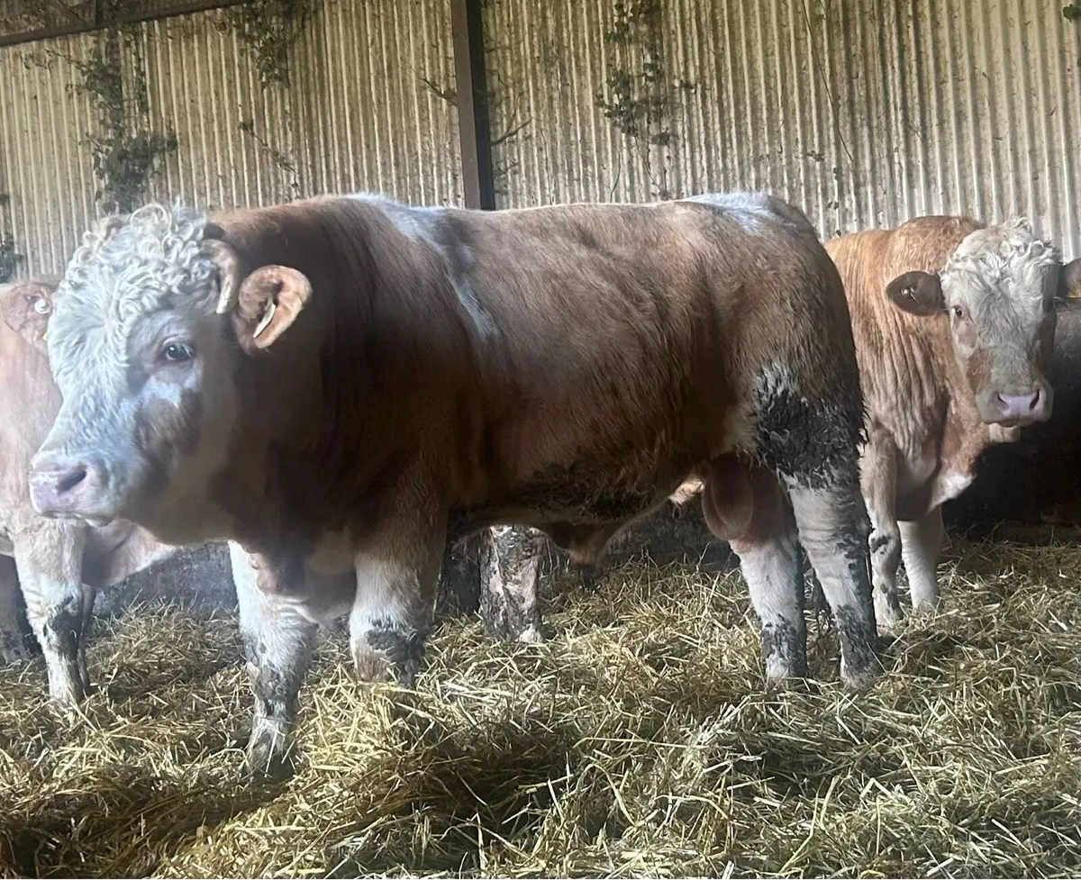 PED Simmental bulls - Image 1