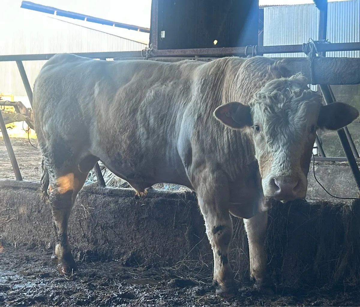 PED Simmental bulls - Image 2