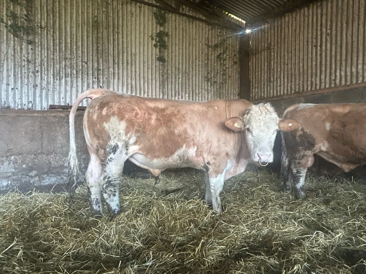 PED Simmental bulls - Image 3