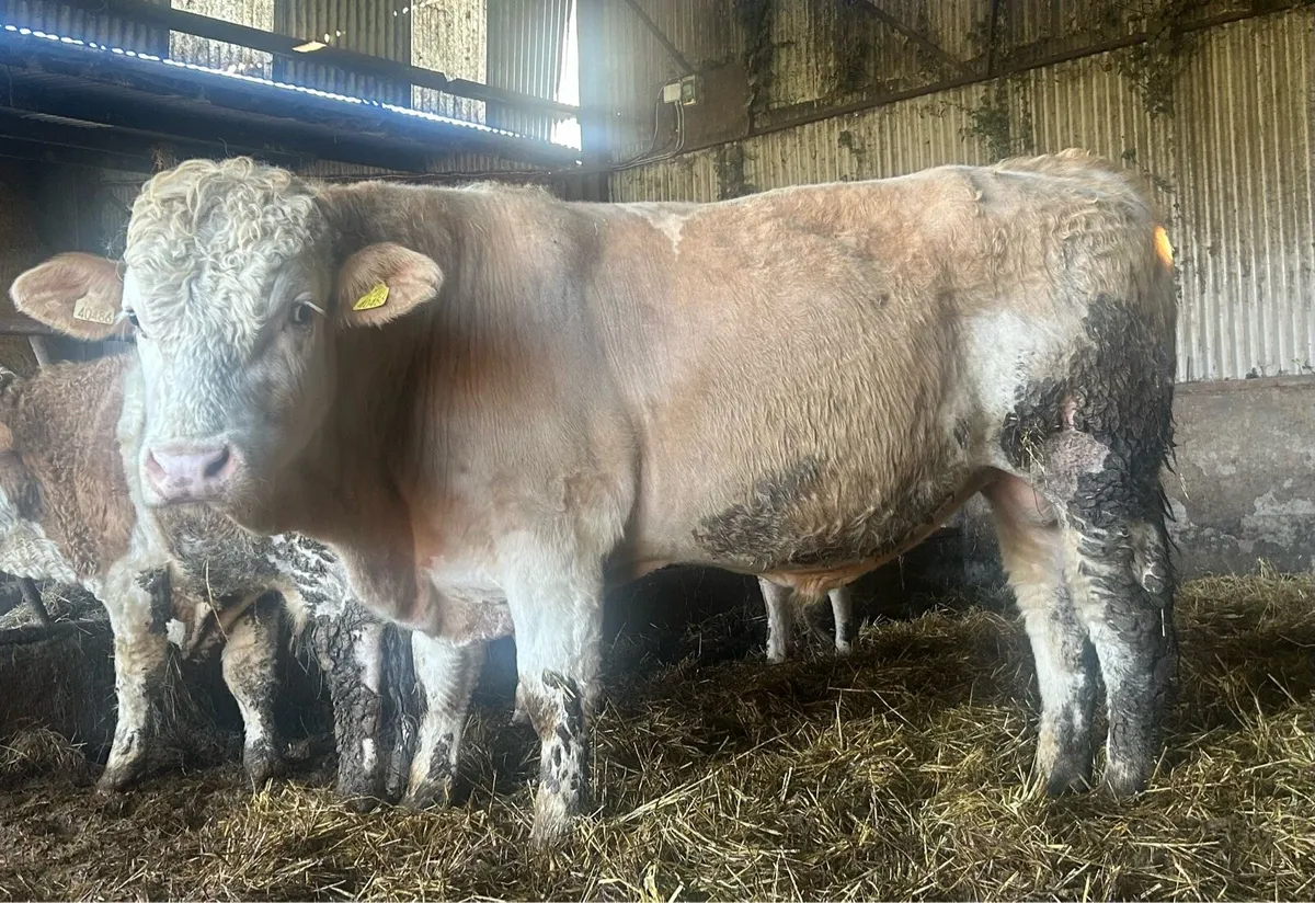 PED Simmental bulls - Image 4