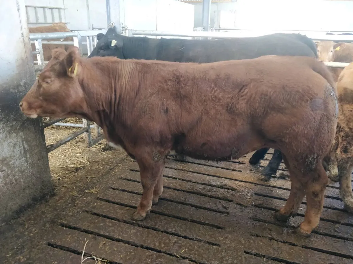 Breeding Heifers *PEN 108* - Image 1