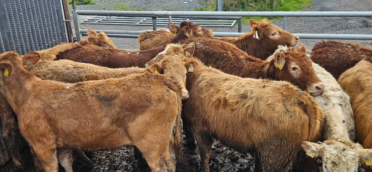 10 Super Continental bred Store Heifers. - Image 2