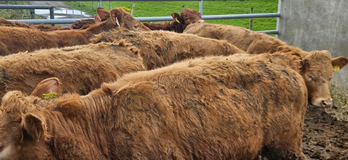 10 Super Continental bred Store Heifers. - Image 3