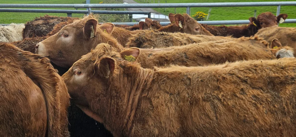 10 Super Continental bred Store Heifers. - Image 4