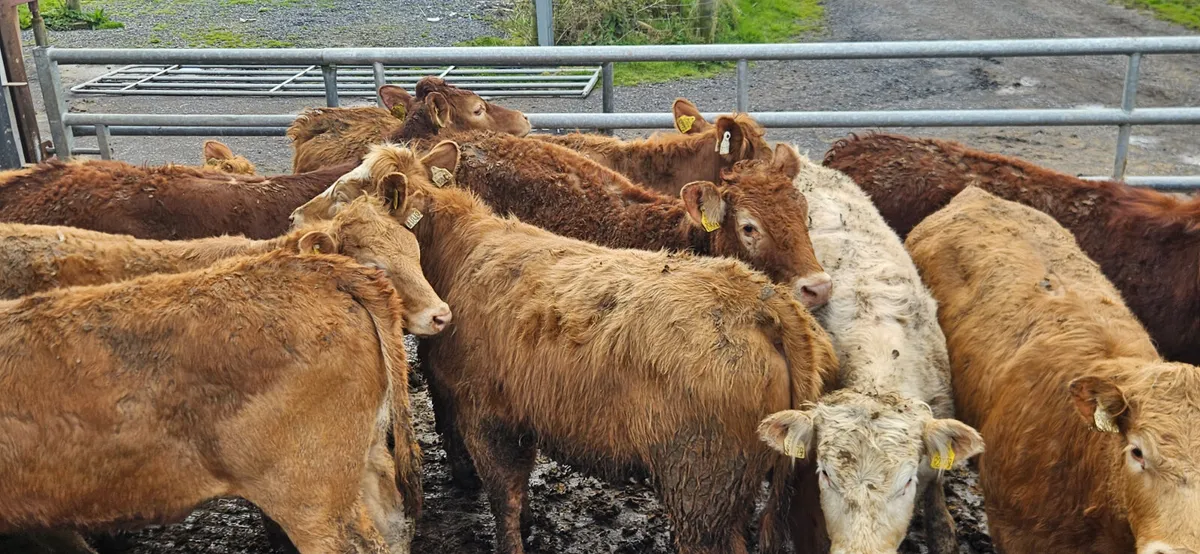 10 Super Continental bred Store Heifers. - Image 1