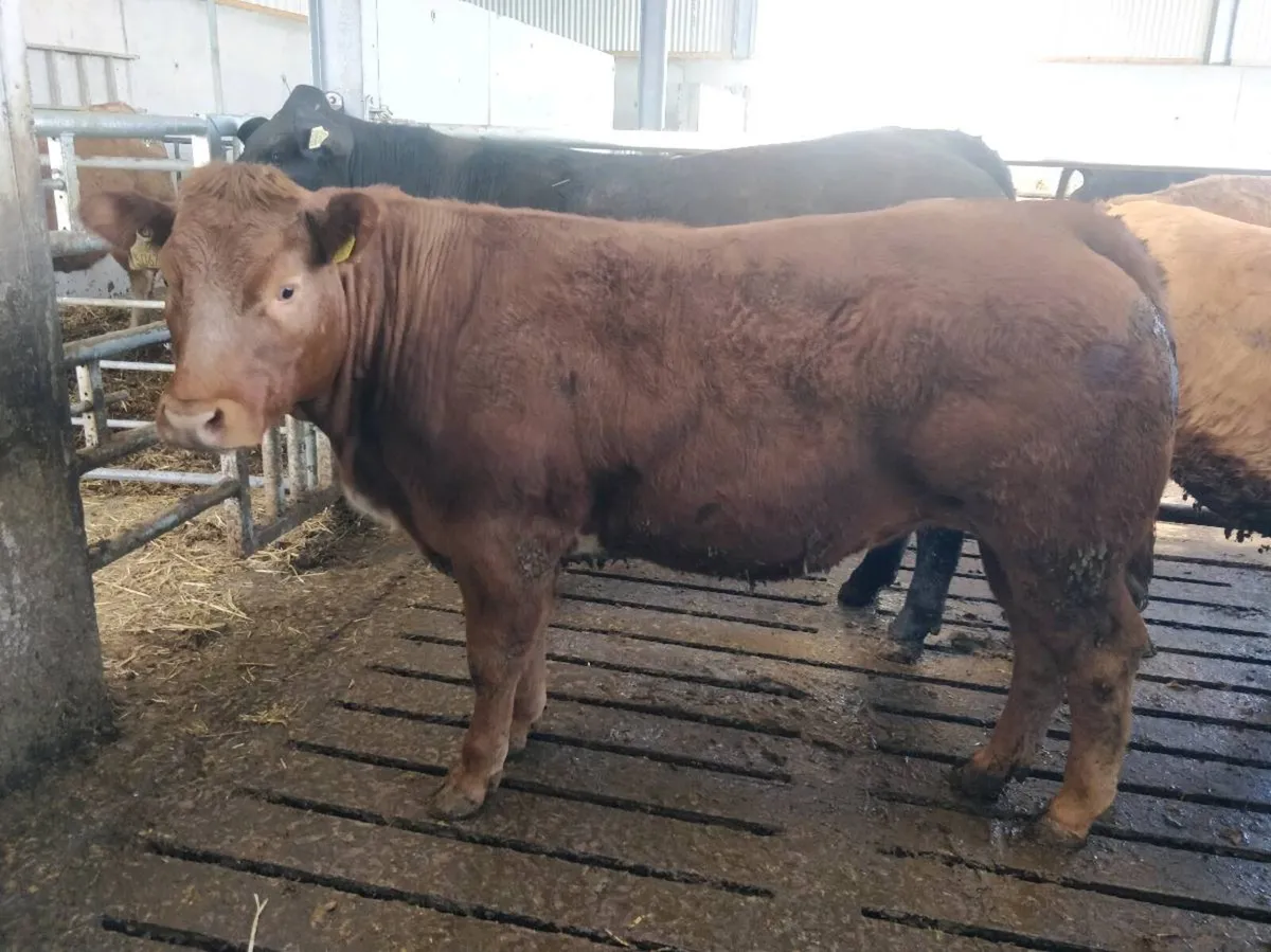 Breeding Heifers *PEN 108* - Image 2