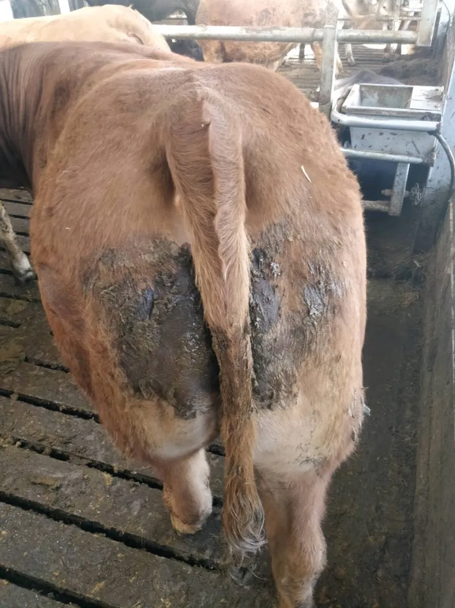 Breeding Heifers *PEN 108* - Image 3